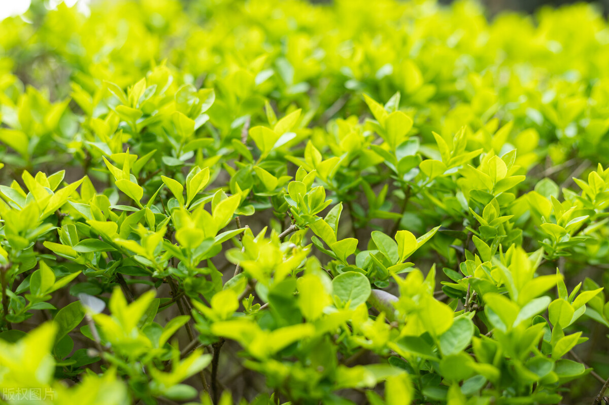 东方彩韵,东方彩韵10公分图片