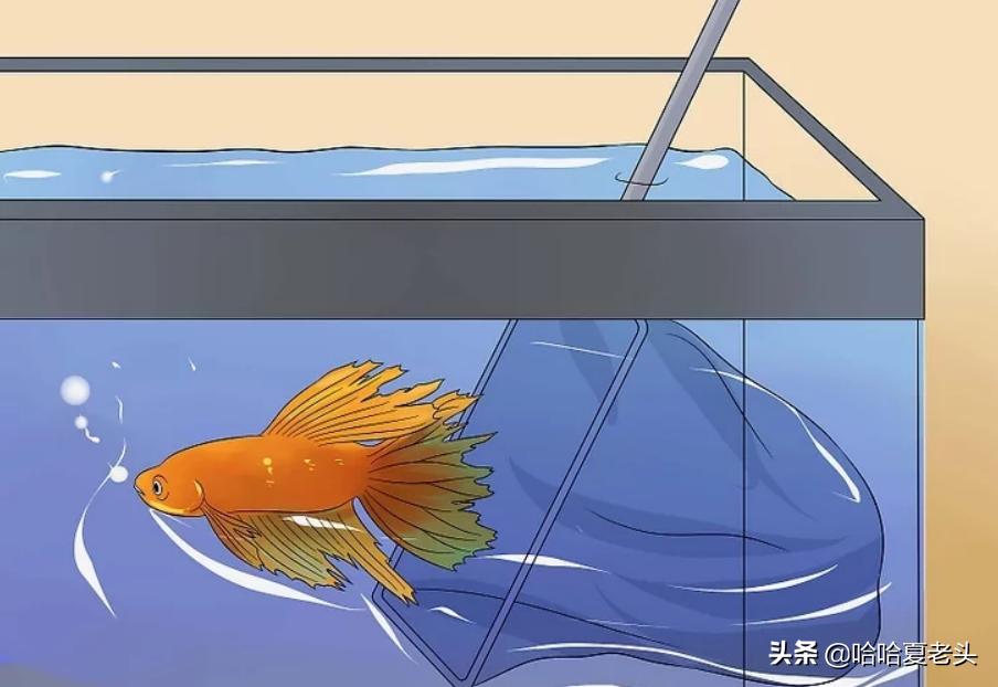 怎样拯救要死的斗鱼,怎么抢救奄奄一息的斗鱼