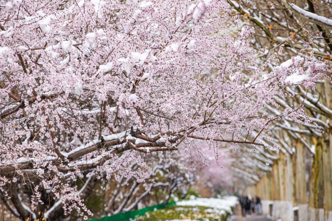 春雪初霁,春雪初霁杏花正芳月上夜吟