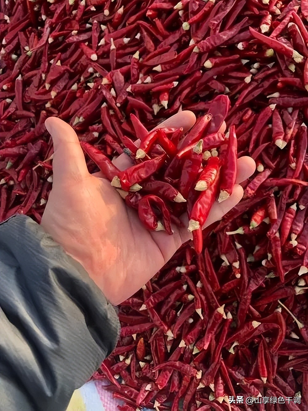辣椒种类辣度香度,各种辣椒的辣度与香度