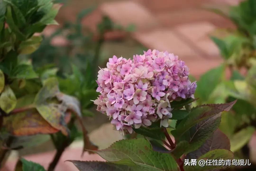 “正是红稀绿暗时，花如圆玉莹无疵”青岛嫚镜头下花花草草之绣球