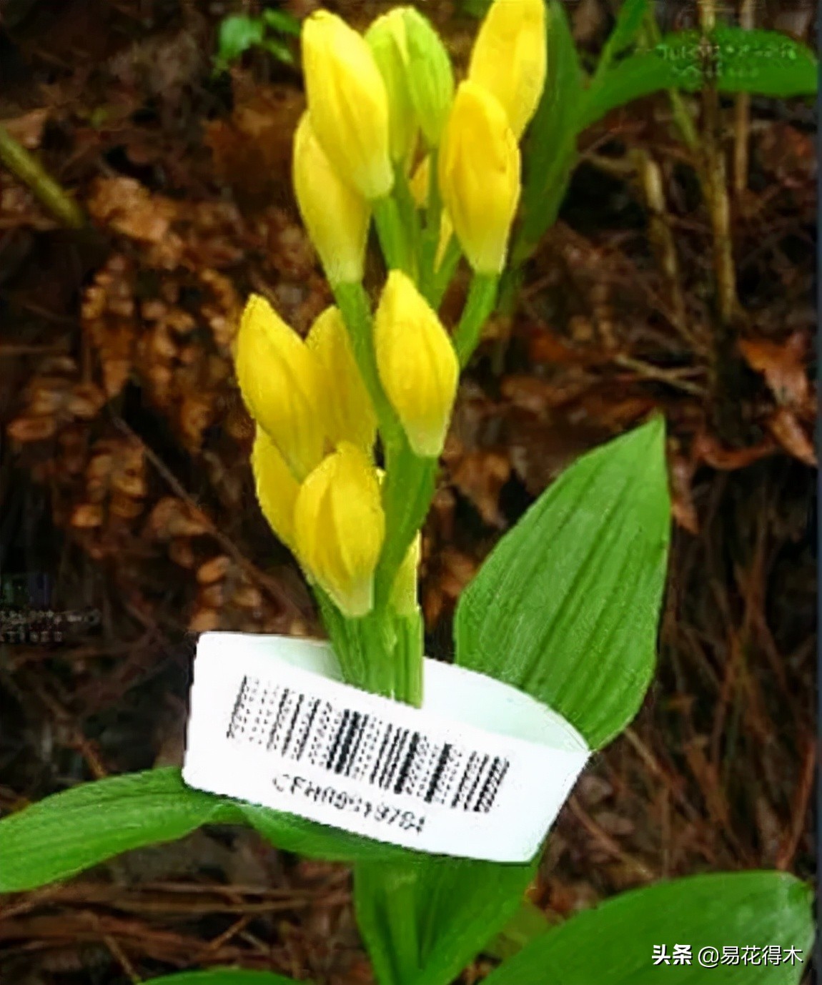 十大野生名贵兰花虎头兰,名贵兰花常见品种介绍图片