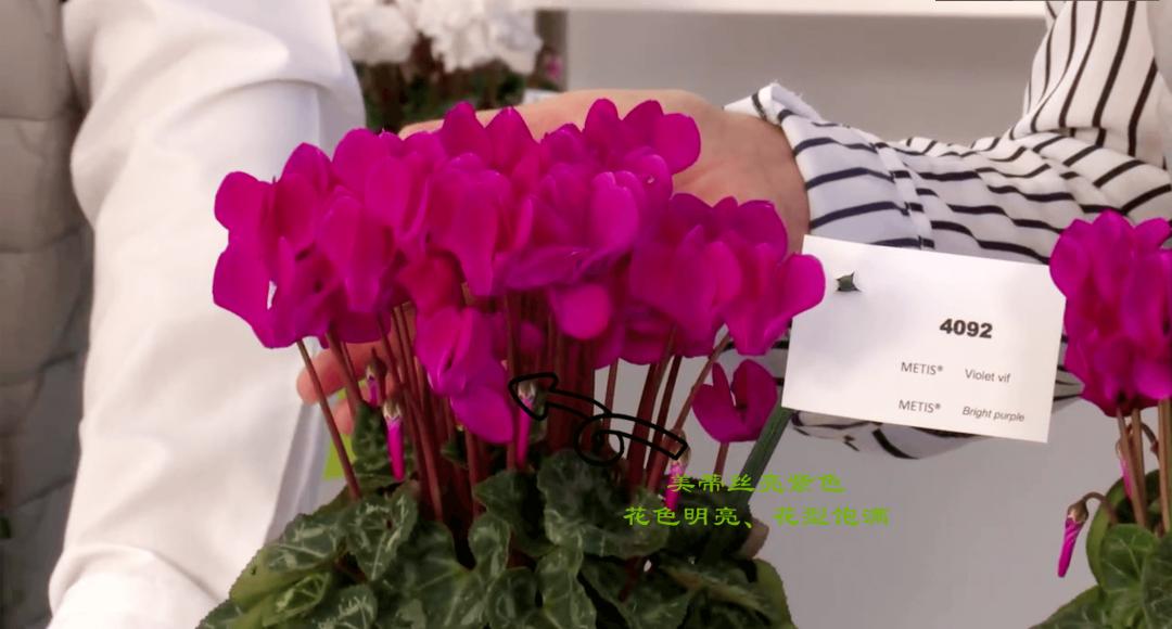 娉曞浗鑾幈灏斾粰瀹㈡潵鍝佺,鑾幈灏斾粰瀹㈡潵