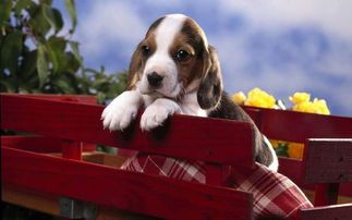 狗狗皮肤发黑掉毛用什么药,狗狗剃毛后皮肤发黑能恢复吗