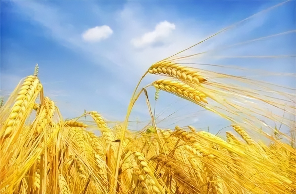 农业产业周报|中国一拖、优然牧业、云天化、明康汇最新动态