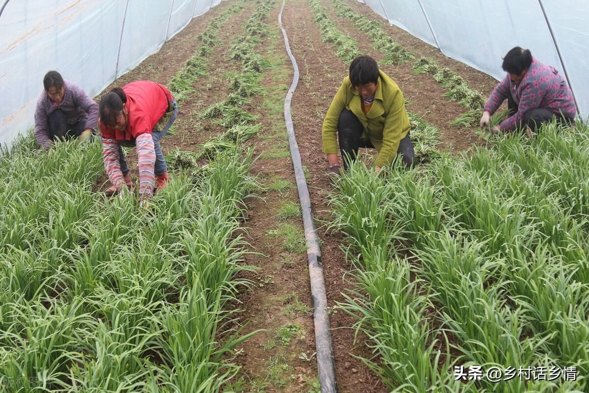 韭菜割后怎样管理没有草木灰,韭菜割完一茬施什么肥好