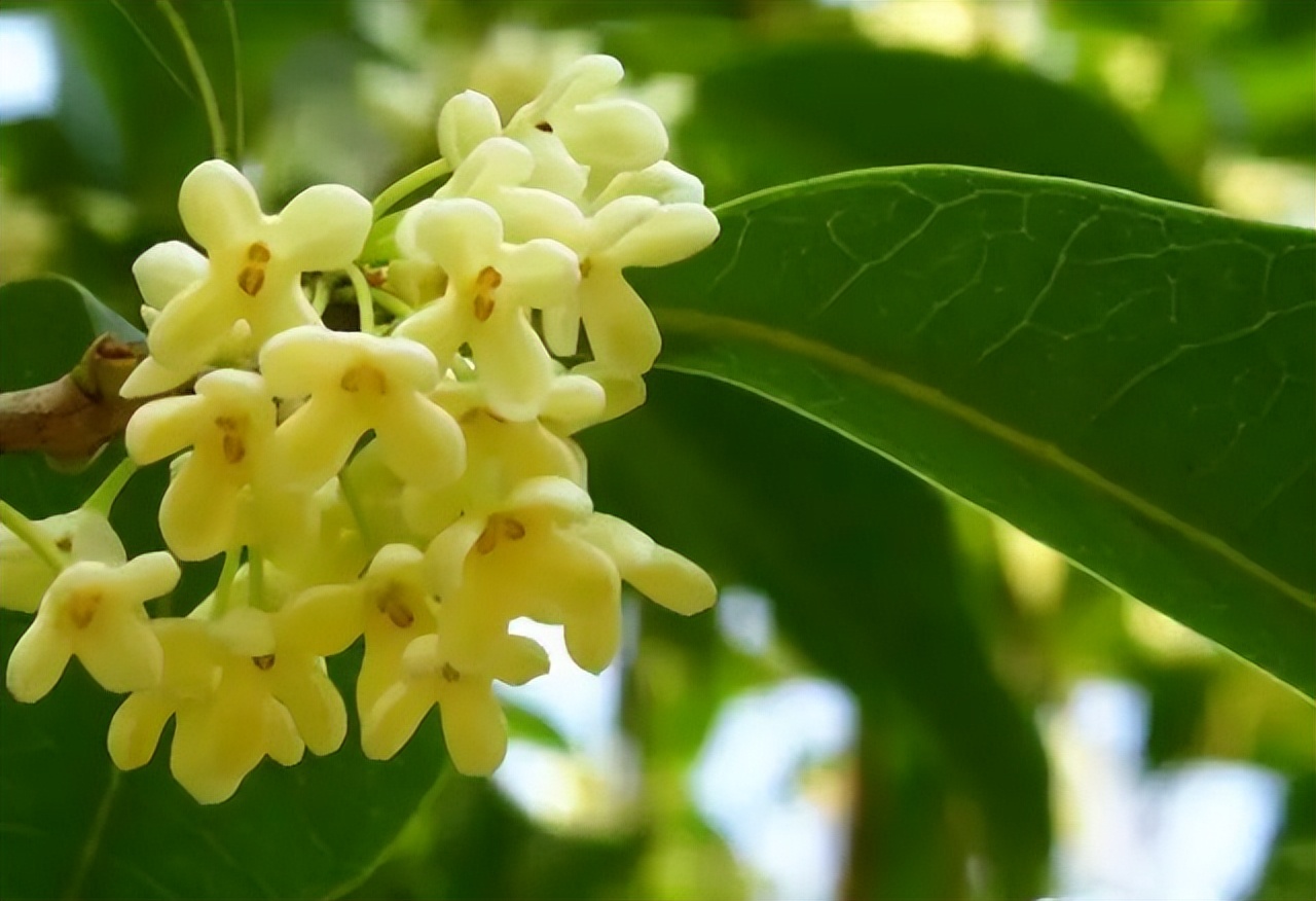 中国十大名花排行榜及图片,中国十大名花明细