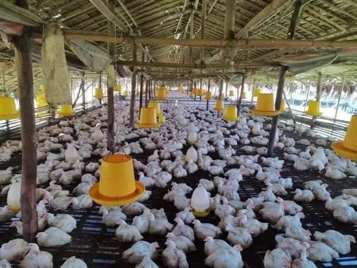 缅甸水产养殖业的现状,缅甸饲料市场好做吗