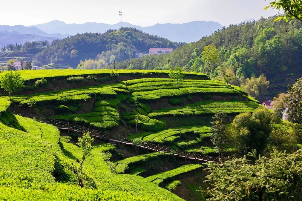 湖北有哪些红茶,湖北最受欢迎红茶