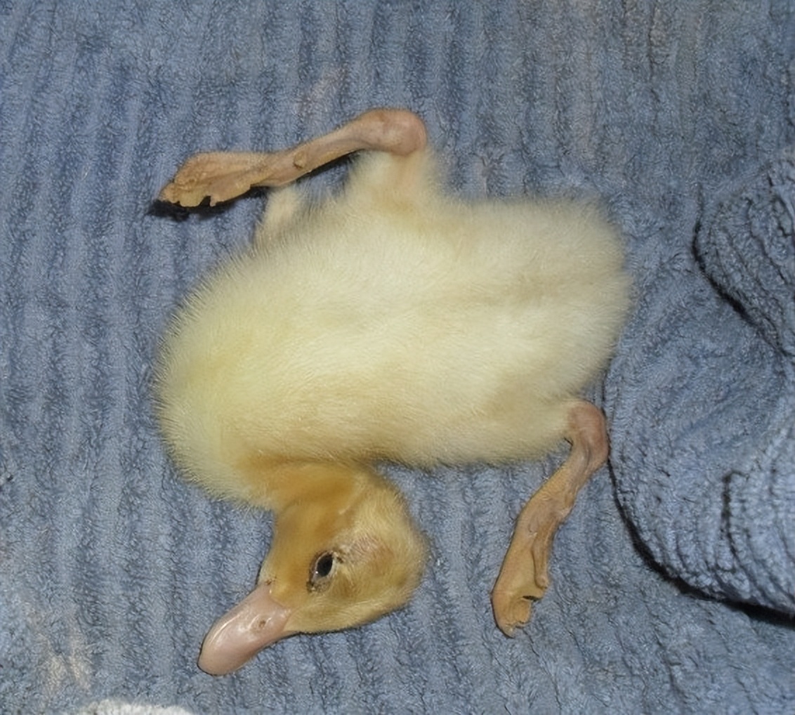 畜禽维生素缺乏的原因,养鸡微量元素缺乏的症状