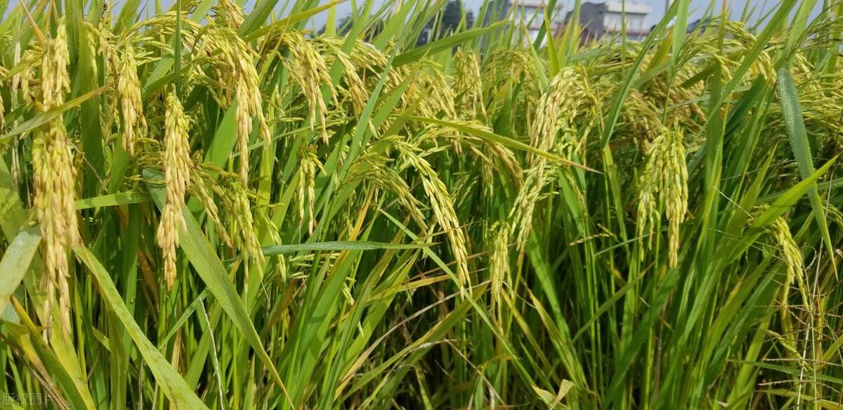 山东特产百年酥锅,济南特产王莉酥锅把子肉咋样