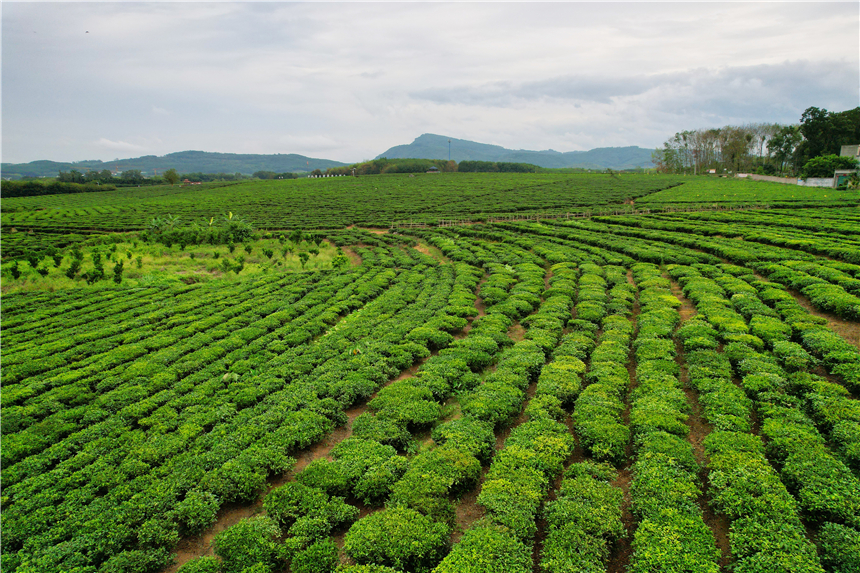 海南东线自驾乡村游攻略,海南原始村落自驾游