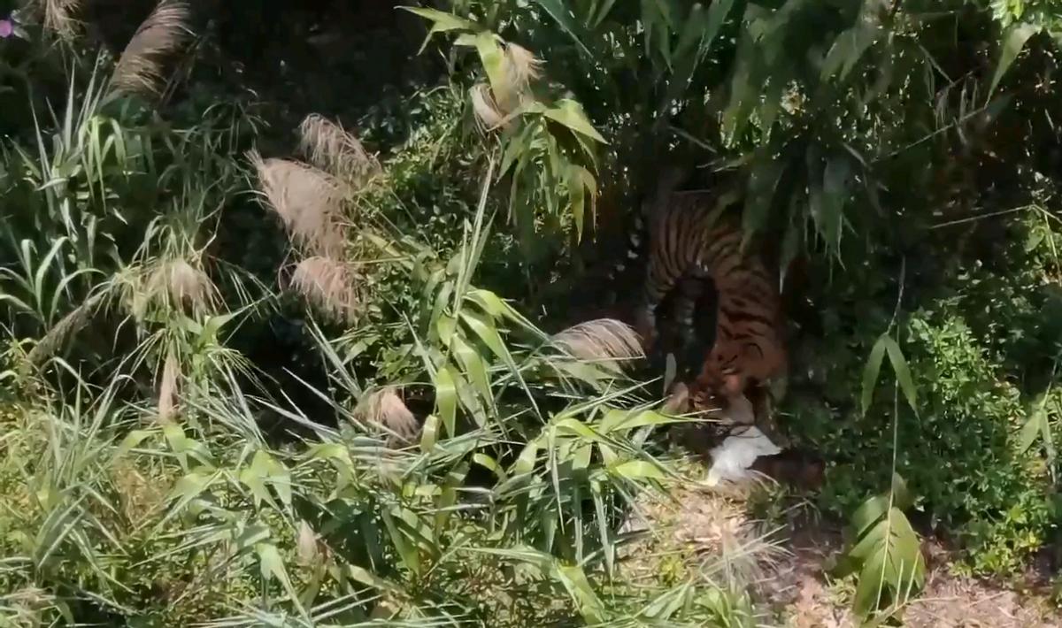 两只华南虎已能野外捕食,广东计划“放虎归山”,就不怕伤人?