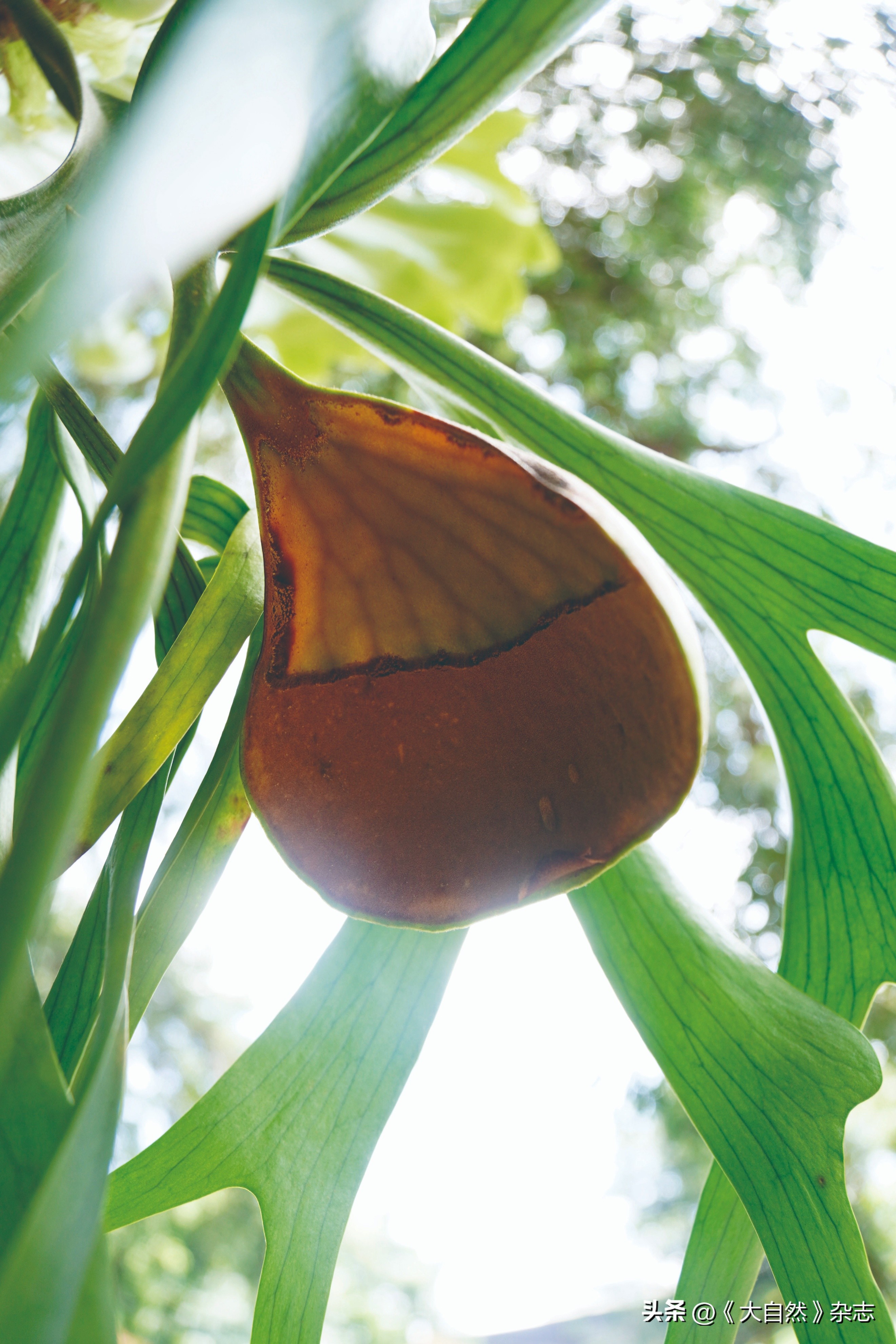 林深时见“鹿”，解谜鹿角蕨