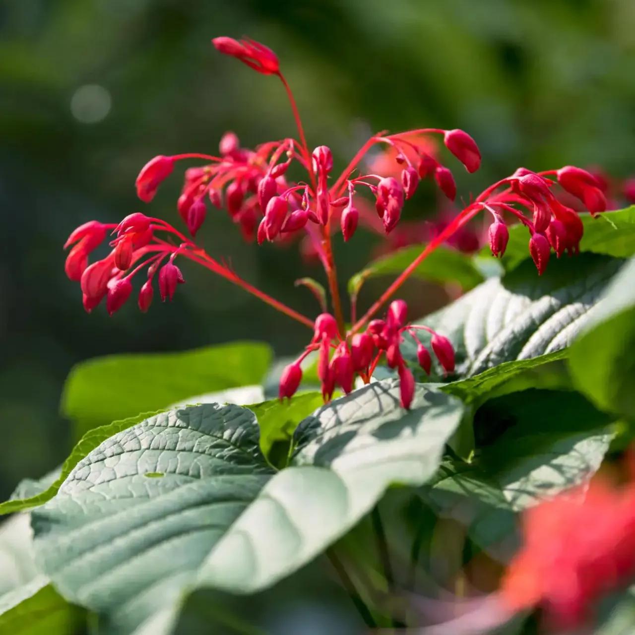学习广州白话,学习广东话方法