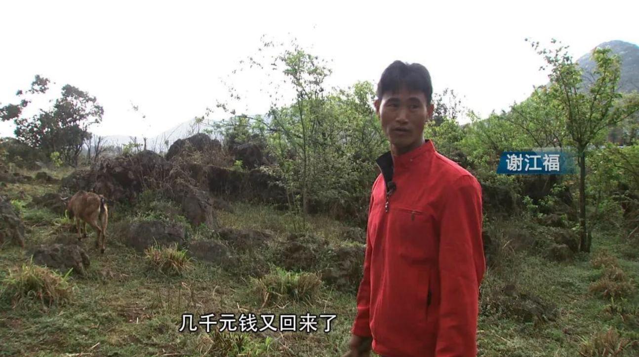 云南出现黑色怪羊,云南惊现怪羊