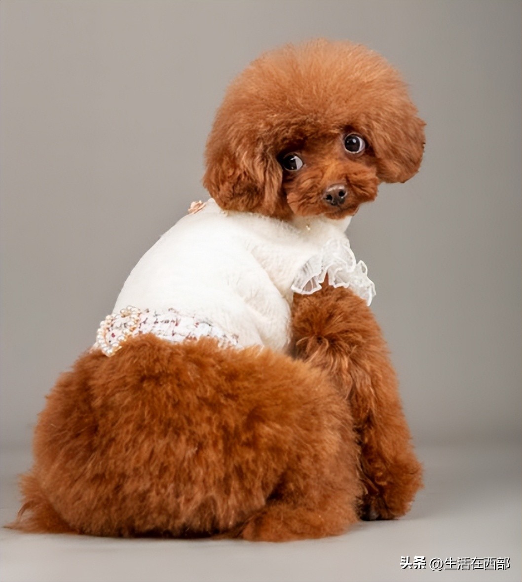 新到家狗狗怎么训练大小便,新宠狗狗到家怎么饲养