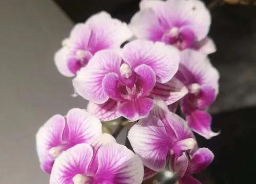 十种最有名的兰花图片,最美的100种兰花图片