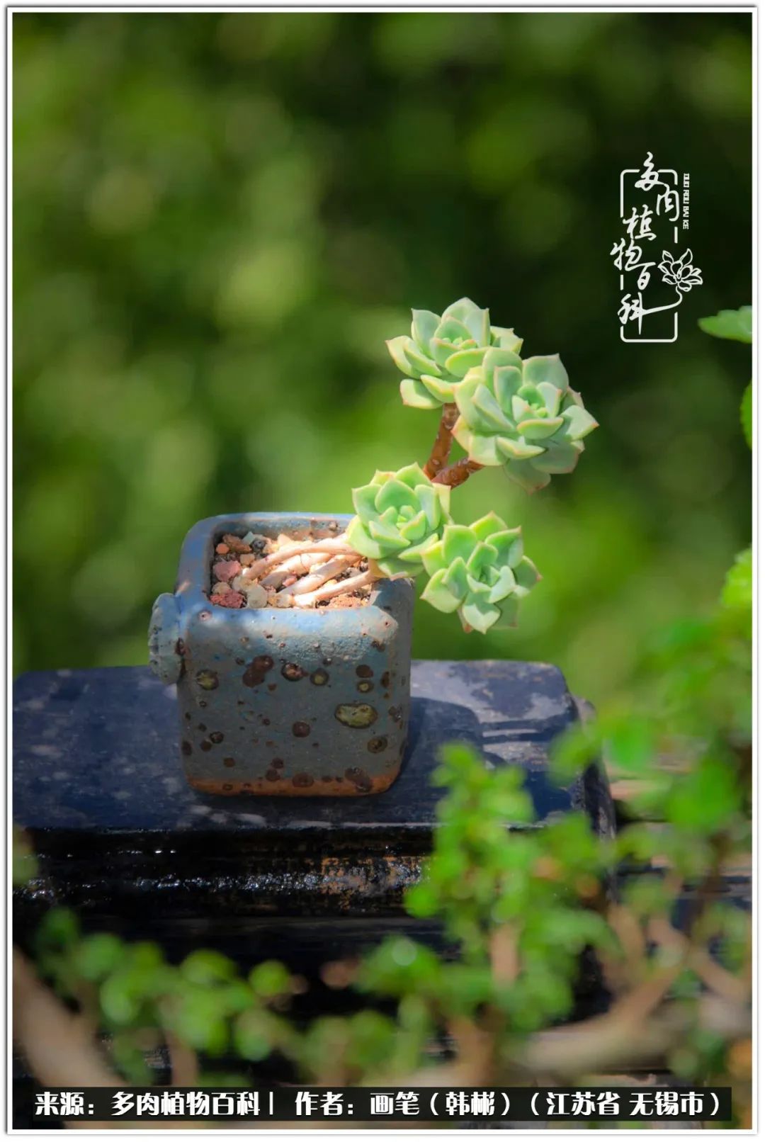 月满西楼别有一番滋味在心头,绿肥红瘦