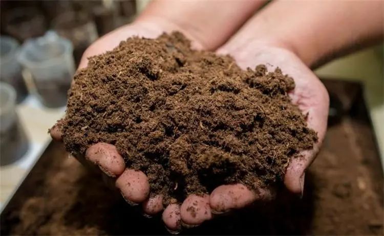 新手养花必学自制营养土,营养土田园土养花1比1可以吗
