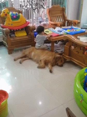 金毛好养还是拉布拉多好养,金毛好养还是柯基好养