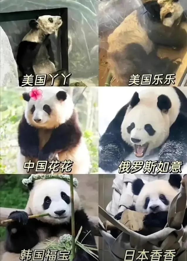 现在有多少人在关注丫丫,持续关注丫丫