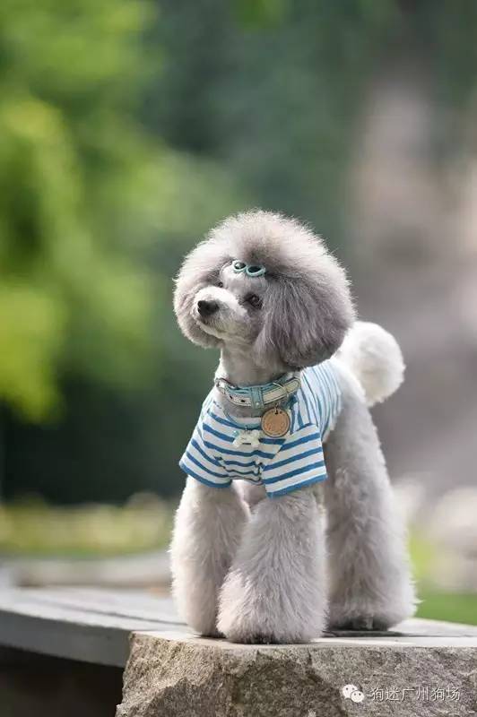 泰迪突然不活泼不粘主人了,家里的泰迪不听话怎么办