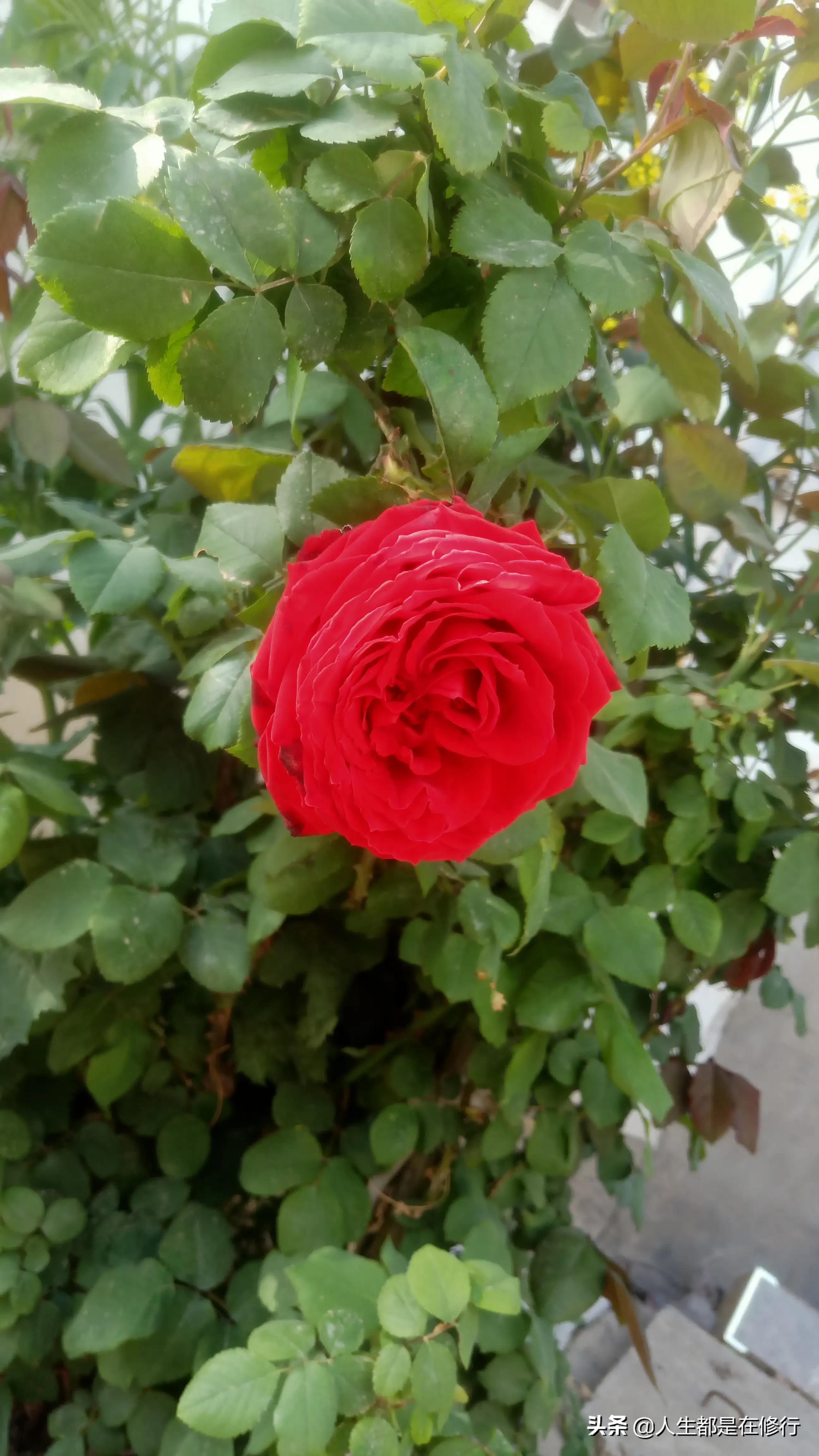 教大家一种拒绝的方法,拒绝别人的七个技巧教学