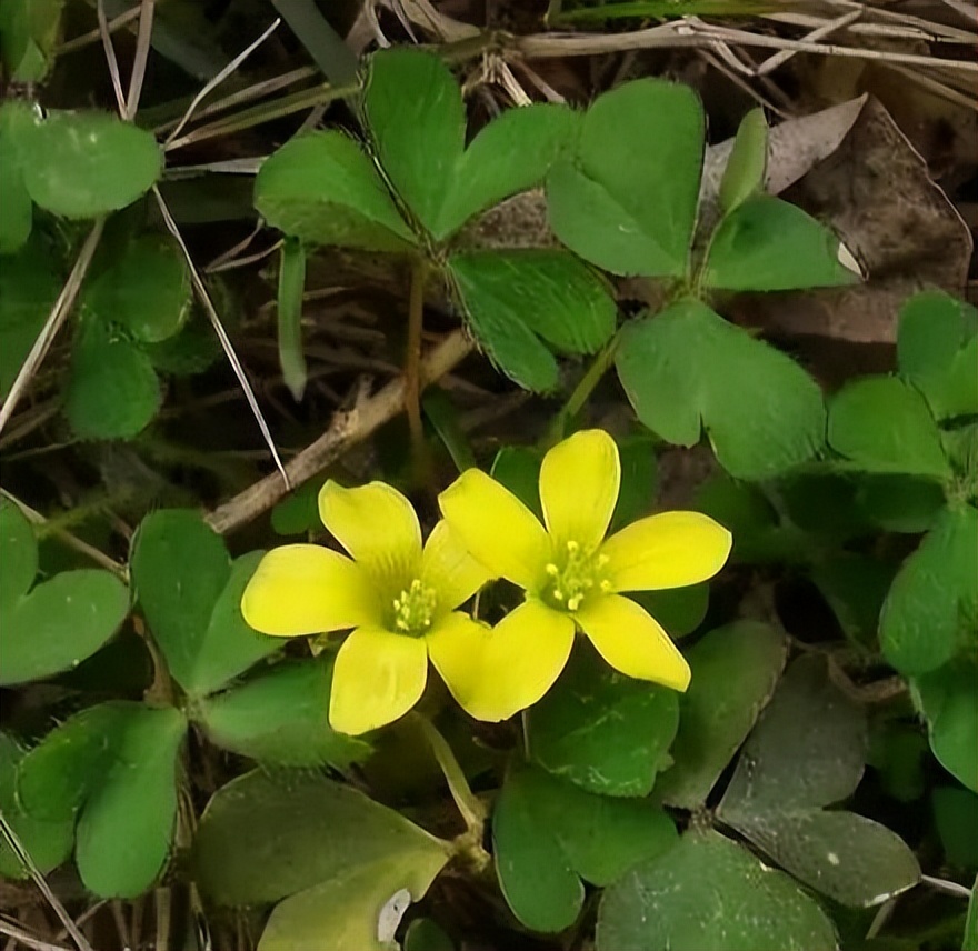 植物识别小口诀，总结的太全了！