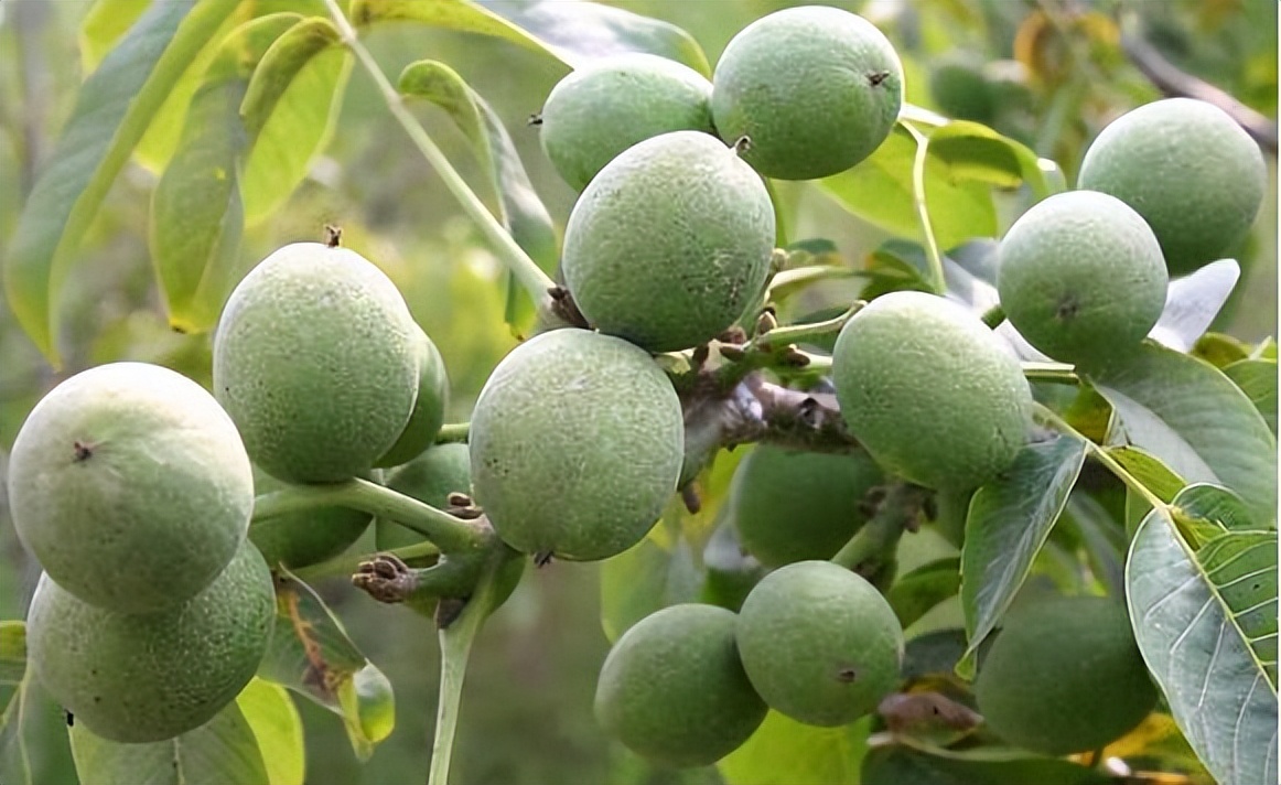 土耳其国家排名第几,土耳其最大零食品牌