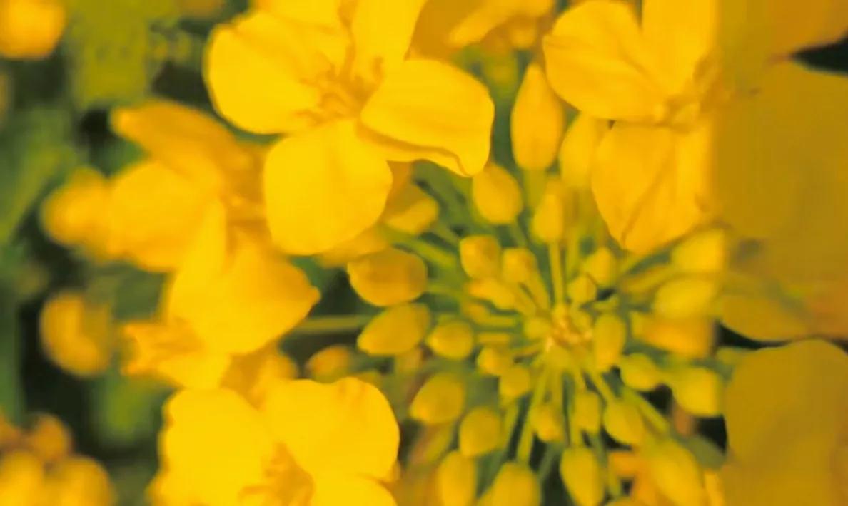 贵州网红草根把亲妹妹介绍给大衣哥做儿媳，返回老家一路江南美景