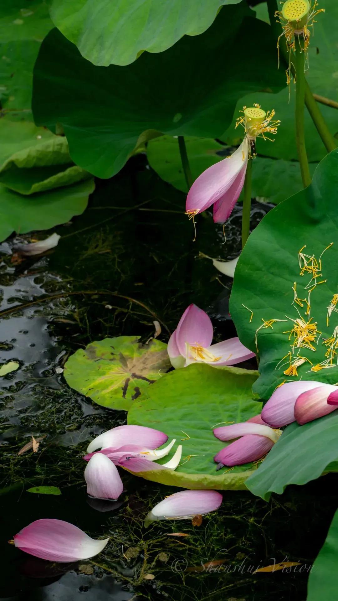 饿死不吃葱人穷不走亲的意思,人饿了别吃葱人穷了别走亲