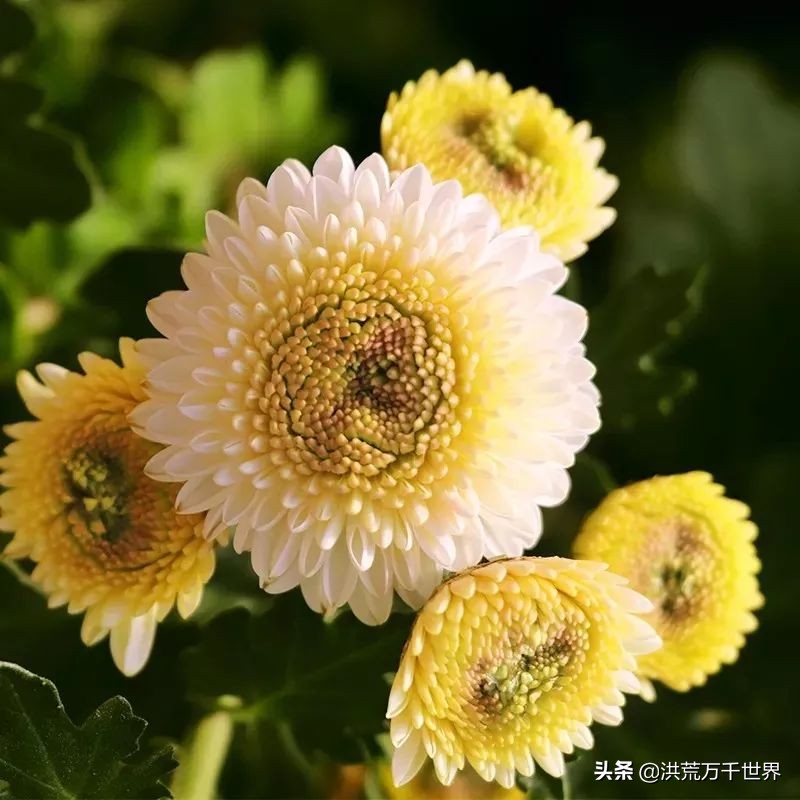中国十大稀有珍贵菊花品种图片,一年四季开花的菊花有哪些品种