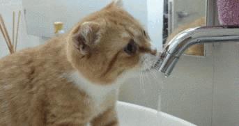 未来猫能活到30岁？？铲屎官听说后狂喜，怒捐3亿！！