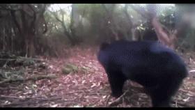 山村十大诡异怪事件,四川大山发现的怪物