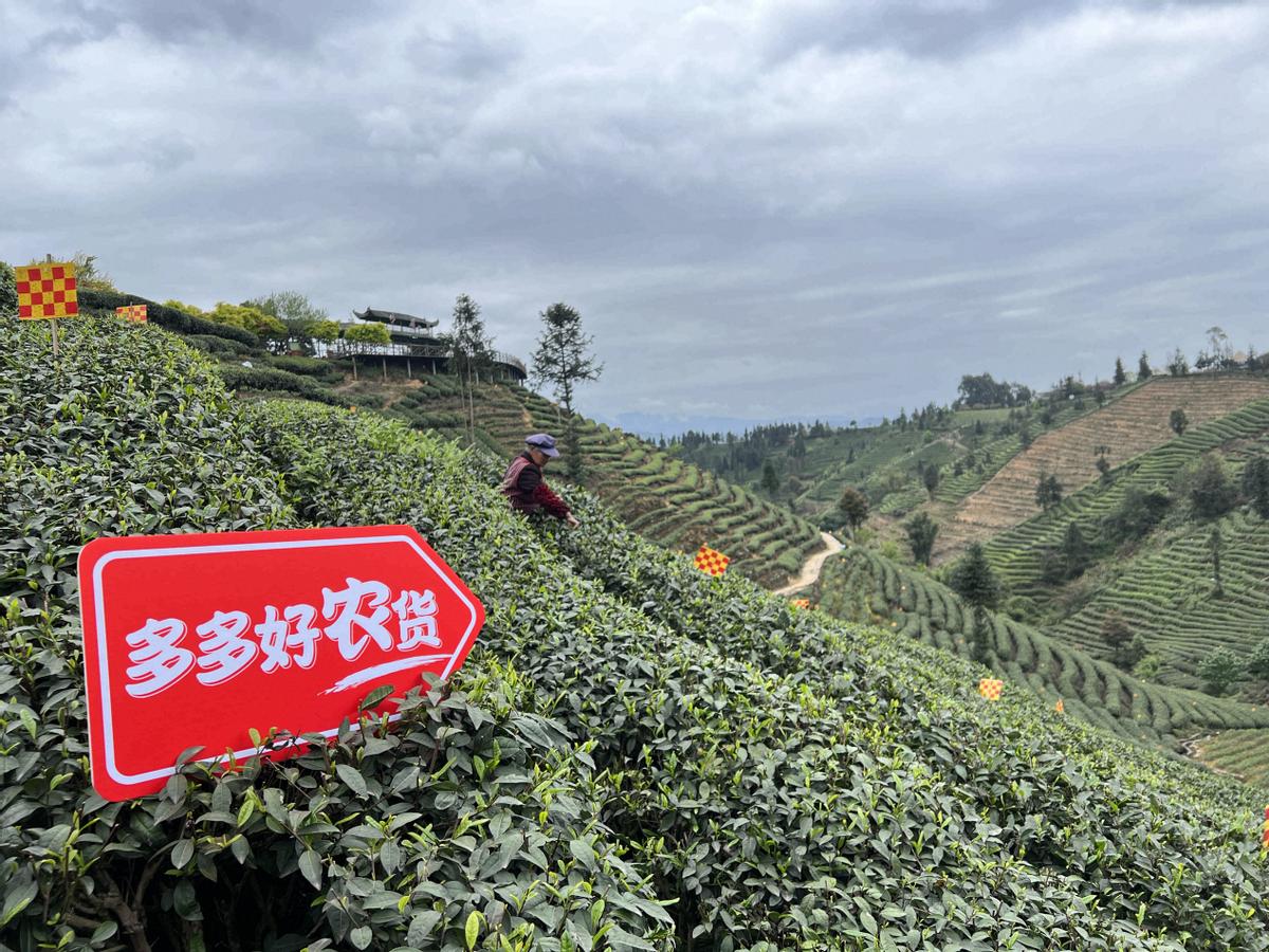 借力新电商，四川雅安“千年贡茶”走出大山