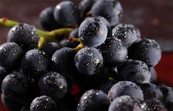 巨峰葡萄产地在哪里,巨峰葡萄产地哪里