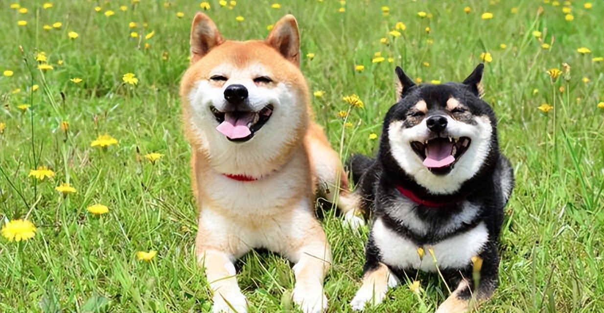 柴犬狗狗的优点和缺点,柴犬尴尬期变猴子脸