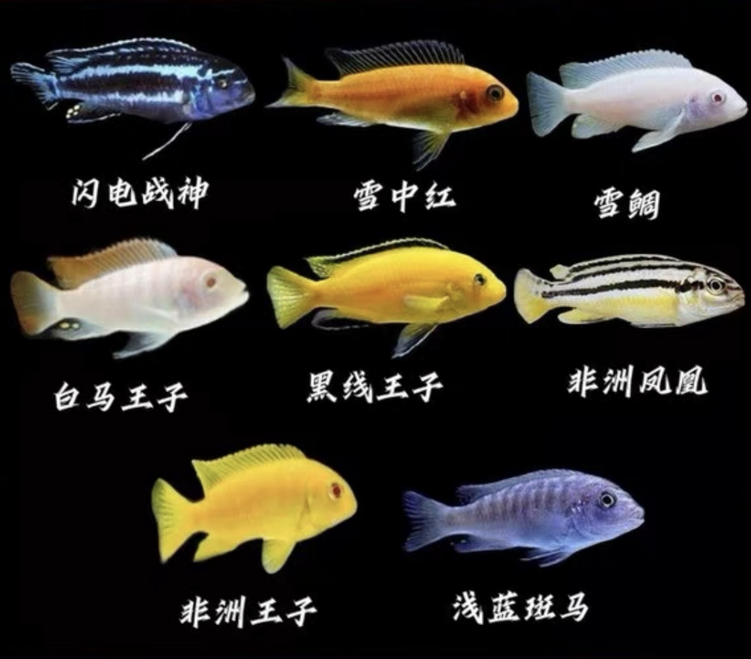 三湖慈鲷萨伊蓝喂食一次喂多少,三湖慈鲷大鱼和小鱼一起如何喂食