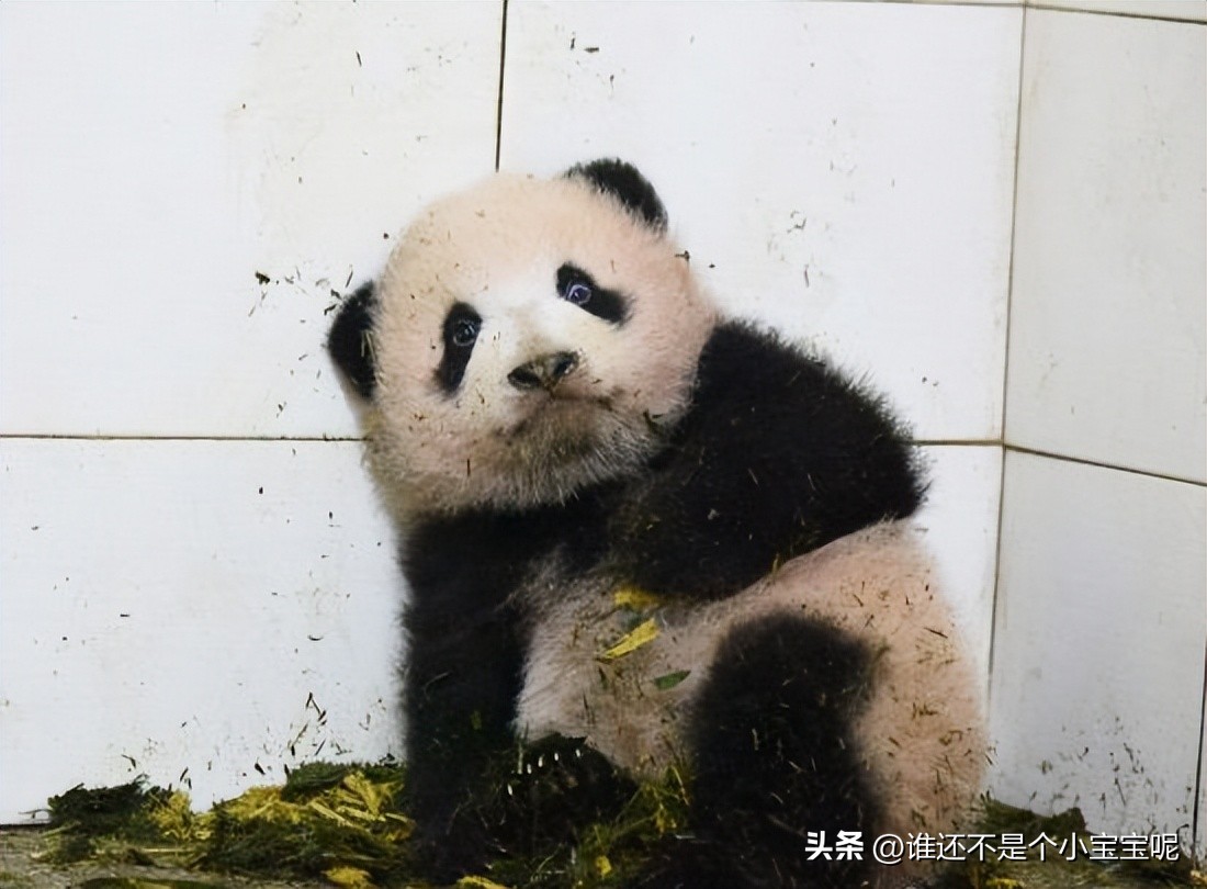 每天认识一只大熊猫七仔,大熊猫福星胖大海胆小