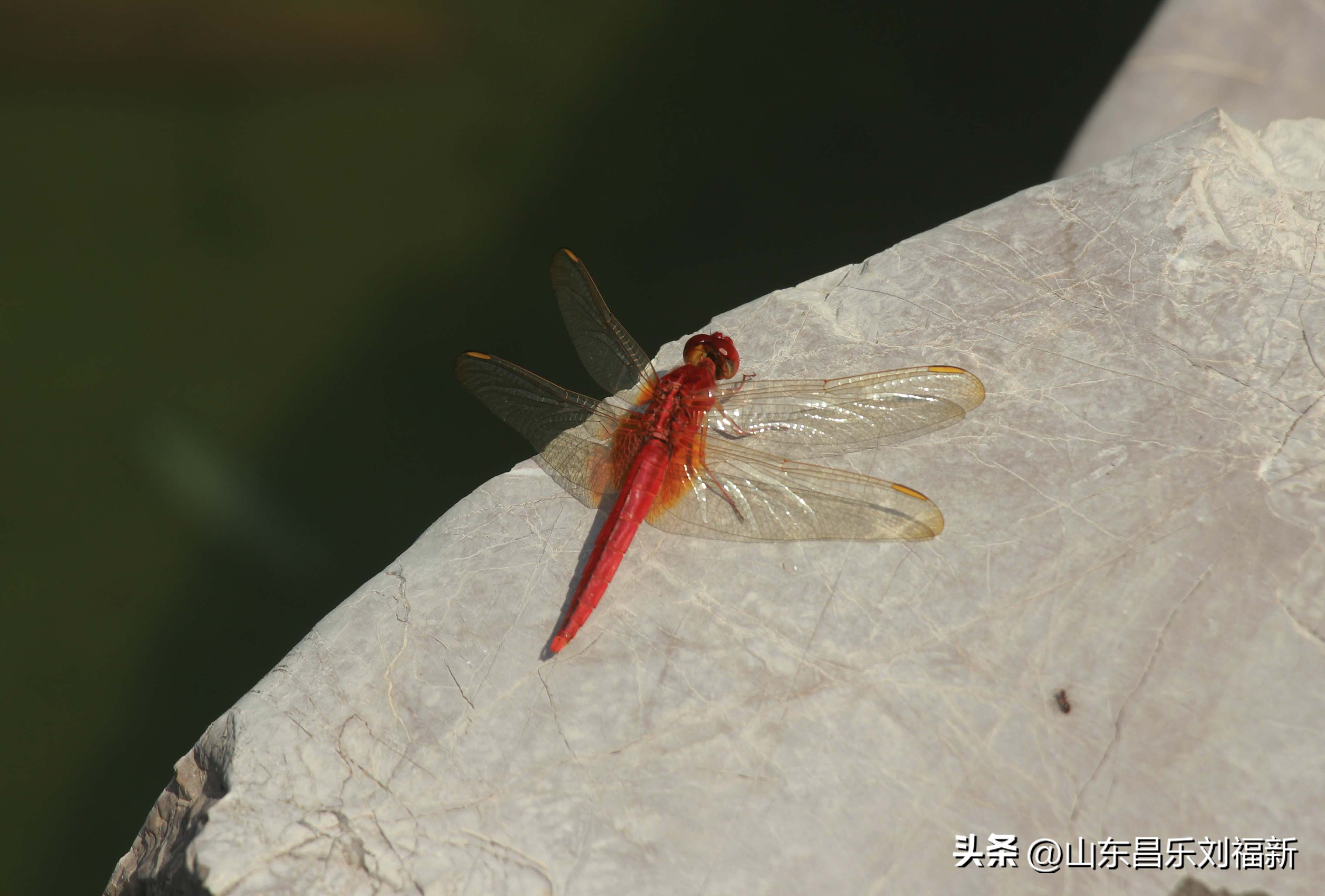 意大利蜻蜓和红蜻蜓,红蜻蜓与台湾红蜻蜓