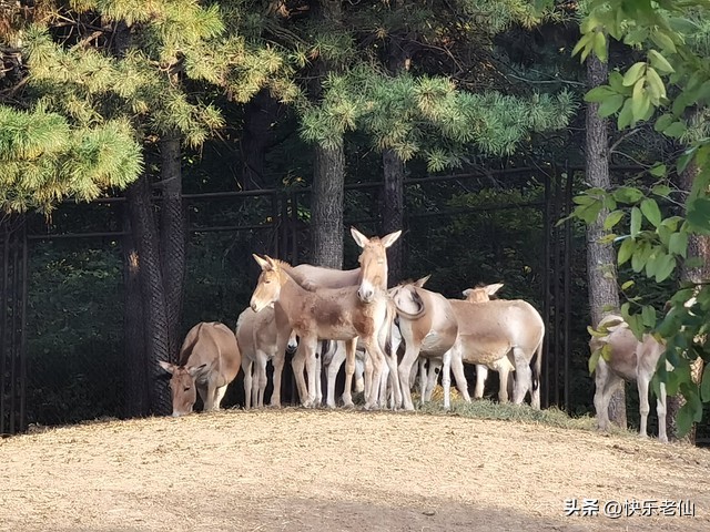 沈阳森林动物园缆车,自驾沈阳森林动物园