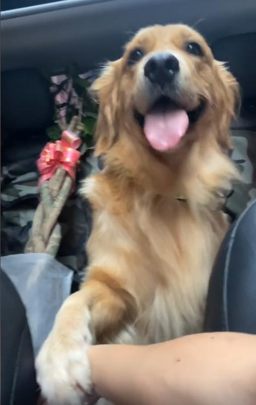 网红金毛coco到底是得了什么病,金毛coco离世原视频