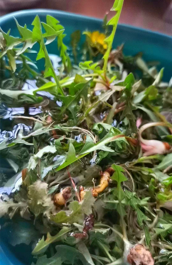 自带青霉素的三种食物,这6种食物含有天然青霉素