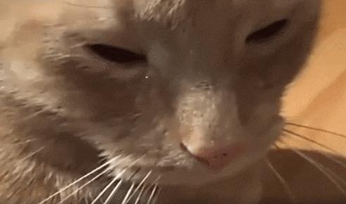 猫咪吃饭眼泪汪汪,猫咪吃饭流眼泪是为什么