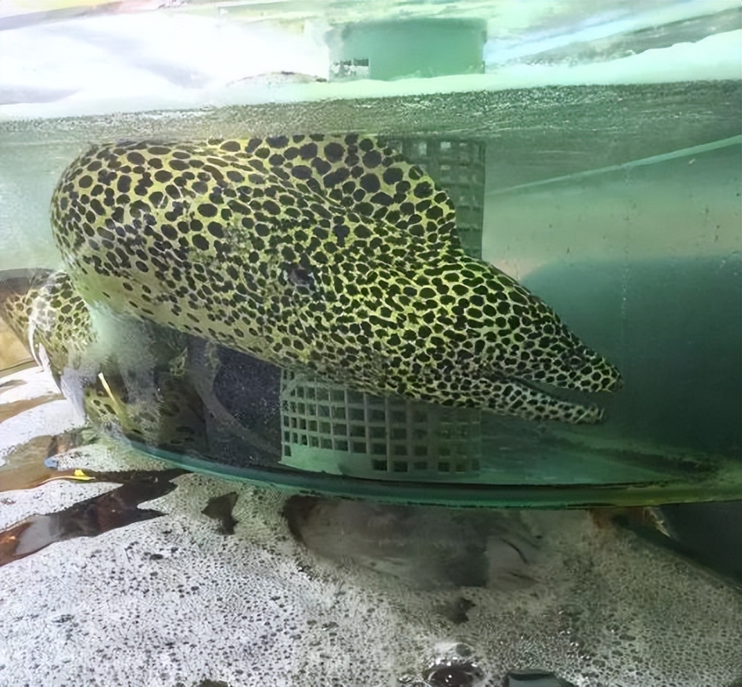 香港海鲜市场生猛海鲜,香港最大水产品市场