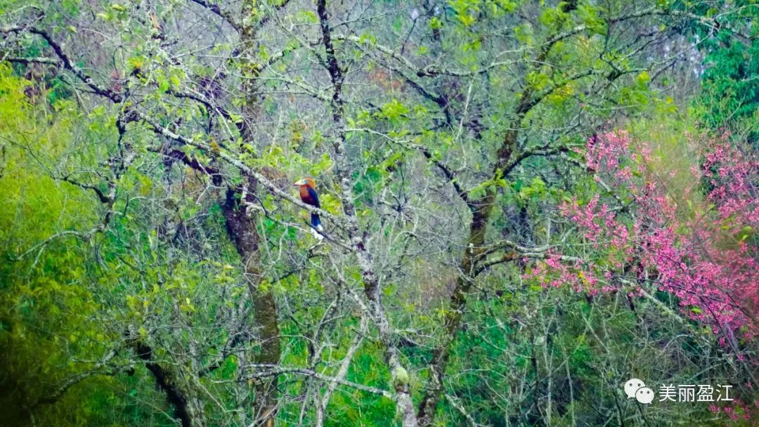 云南四月各地泼水节狂欢全攻略,2023年什么时候开始过泼水节