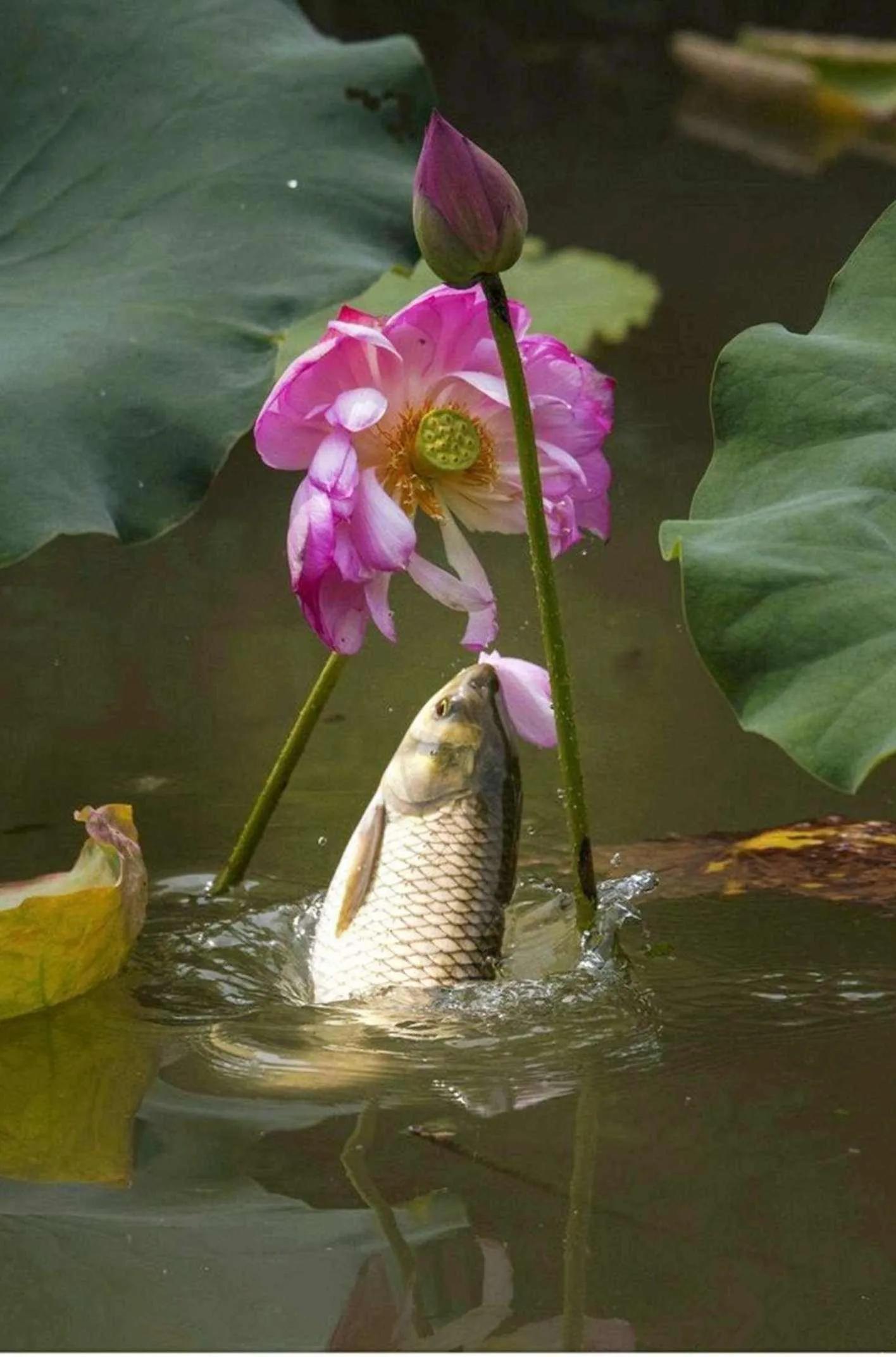 惊艳千年的“花之仙子”，唯美了整个夏天