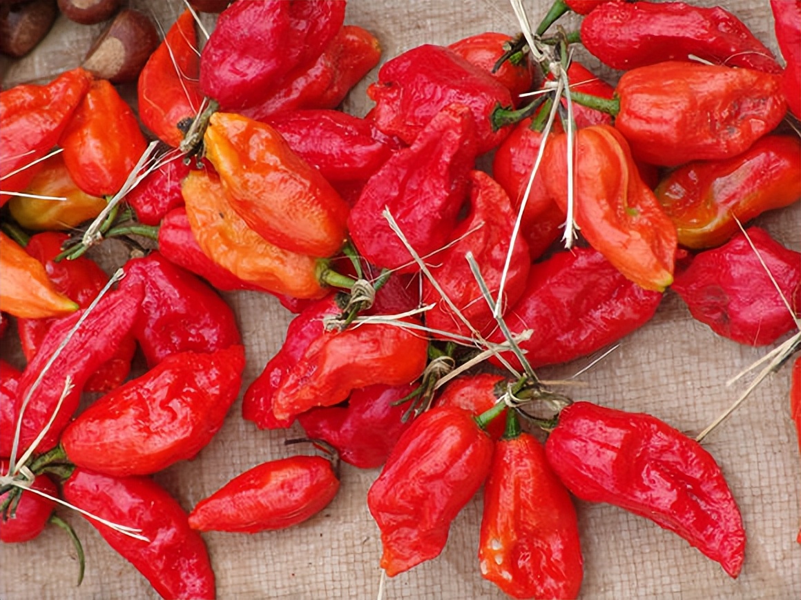 中国辣王李永志挑战最辣辣椒,辣王李永志每天5斤辣椒配白酒