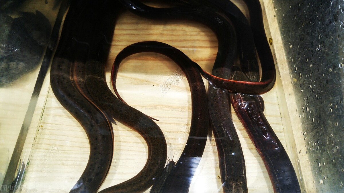 黄鳝是怎么来到稻田里面的,黄鳝为什么喜欢在腐烂的树叶下面